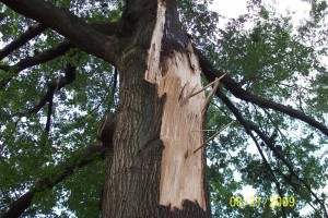 damaged-tree