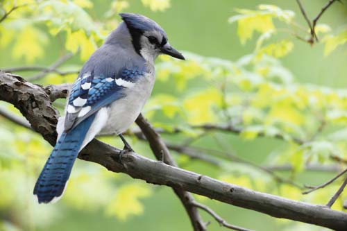 blue jay