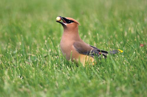 cedar waxwing
