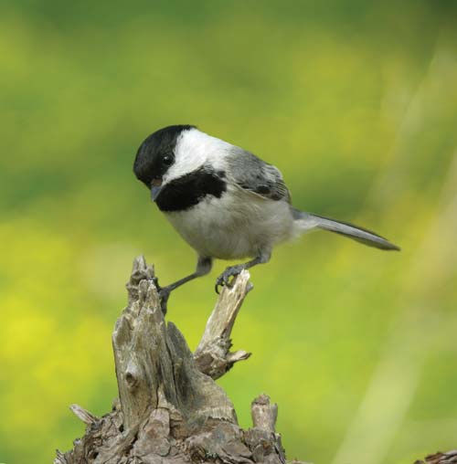 chickadee