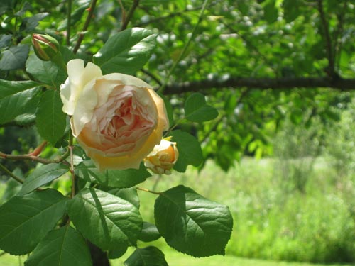 scarsdale library pond rose