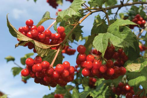 viburnum